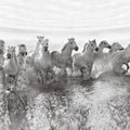 Running Horses Mural Wallpaper - pure wallpaper artwork