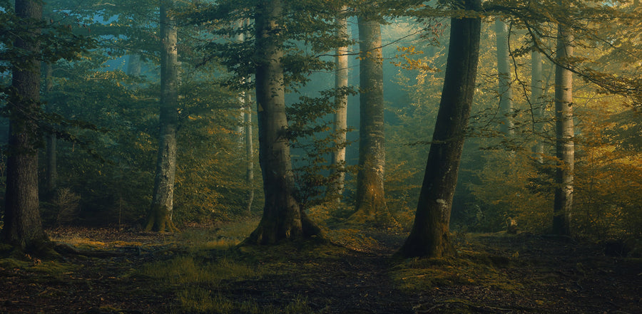 Beech Forest Mural Wallpaper