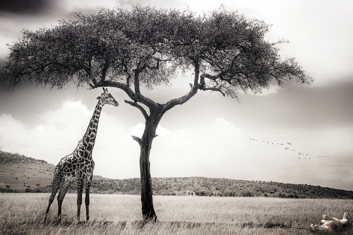 Peaceful Savannah Mural Wallpaper - pure wallpaper artwork