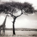 Peaceful Savannah Mural Wallpaper - pure wallpaper artwork