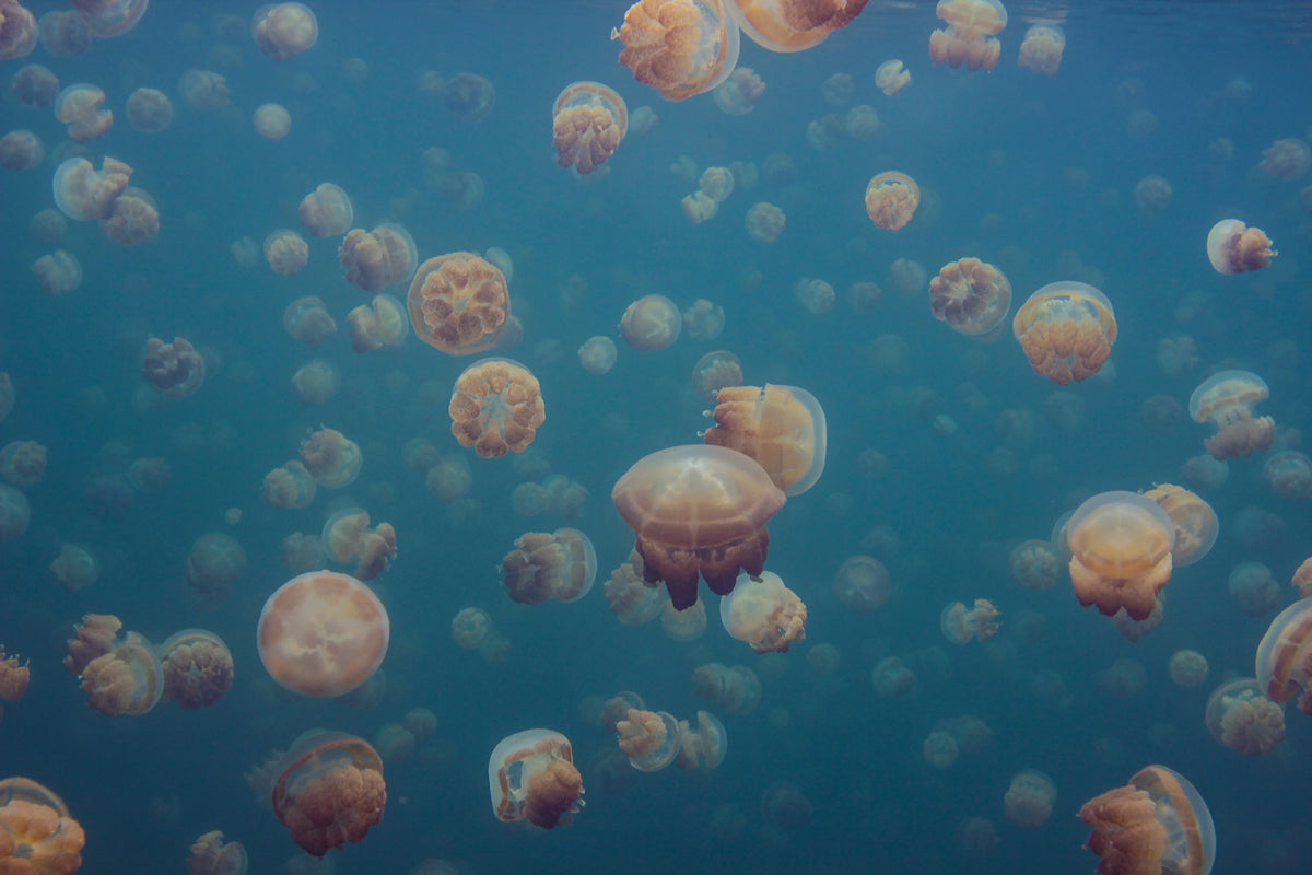 Smack Of Jellyfish Mural Wallpaper - pure wallpaper artwork