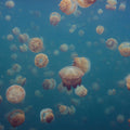 Smack Of Jellyfish Mural Wallpaper - pure wallpaper artwork