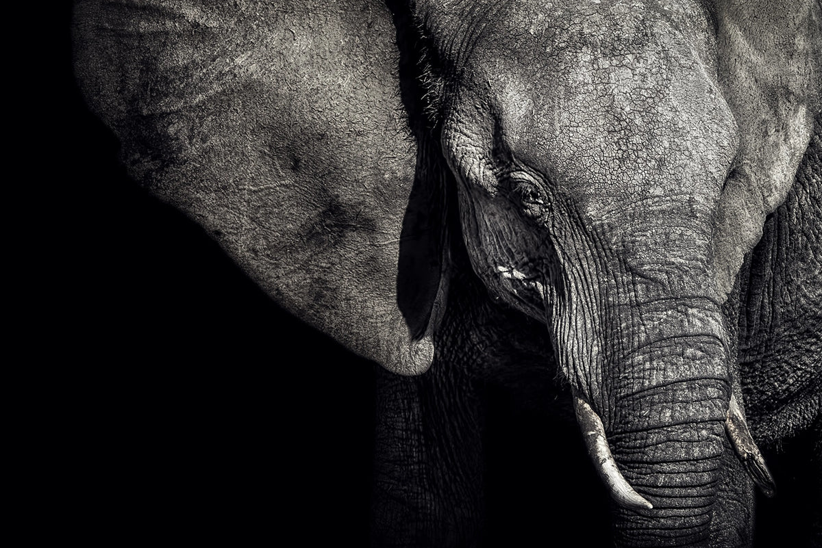 Elephant Mural Wallpaper - pure wallpaper artwork