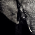 Elephant Mural Wallpaper - pure wallpaper artwork