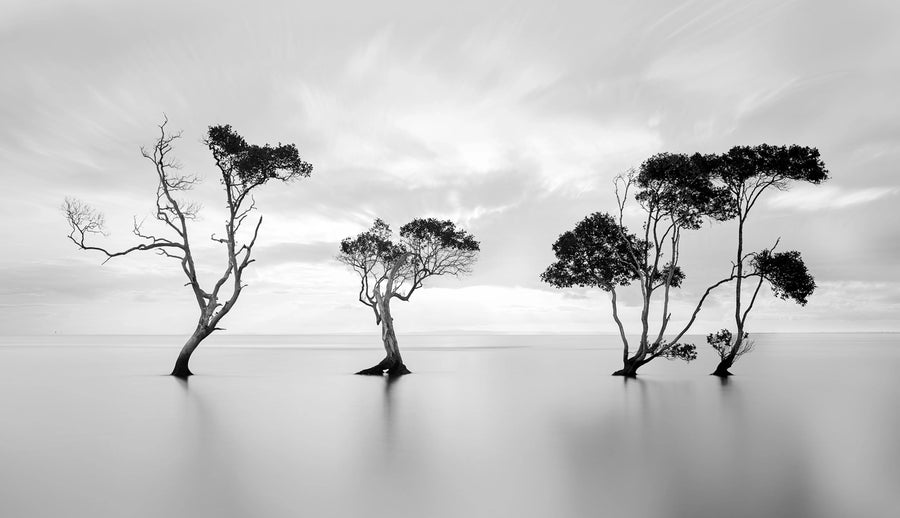 Peaceful Tree Mural Wallpaper