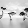 Peaceful Tree Mural Wallpaper - pure wallpaper artwork