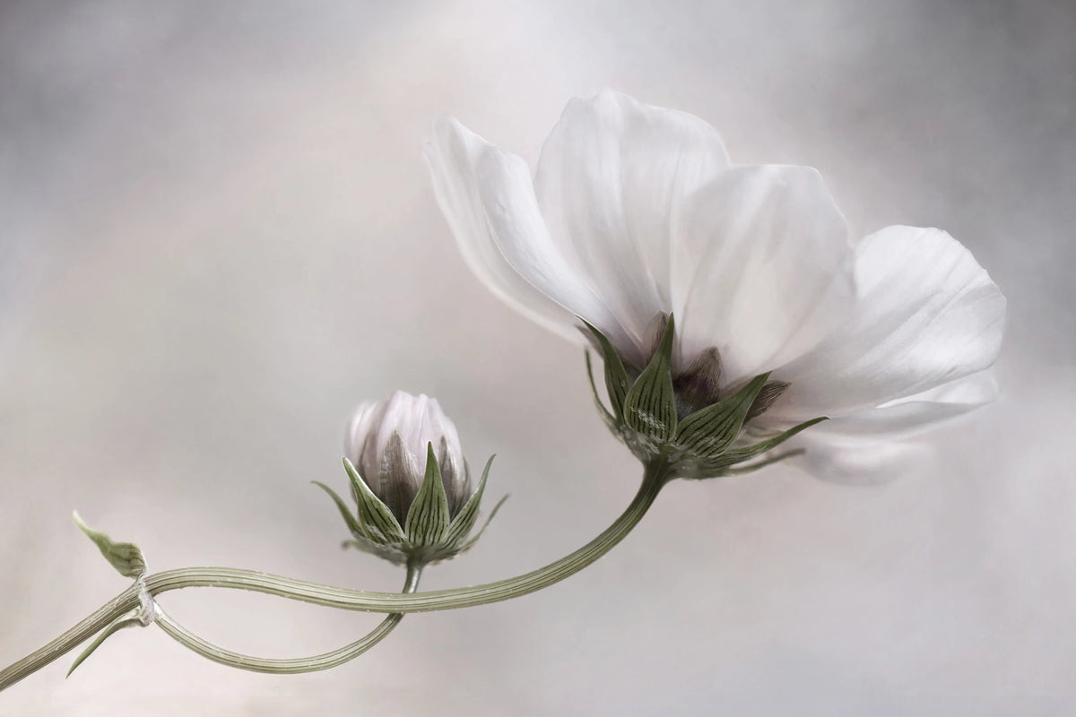 White Flower Mural Wallpaper - pure wallpaper artwork