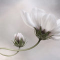 White Flower Mural Wallpaper - pure wallpaper artwork