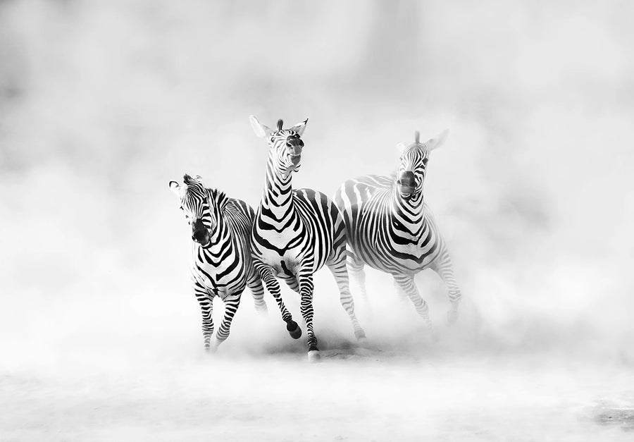 Graphic Zebras Mural Wallpaper