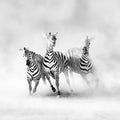 Graphic Zebras Mural Wallpaper - pure wallpaper artwork