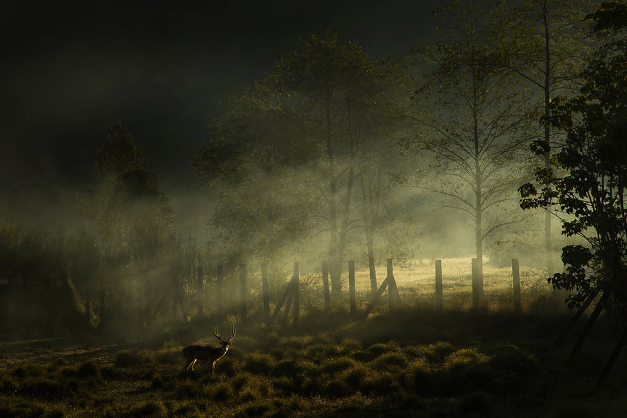 Oh My Deer Mural Wallpaper
