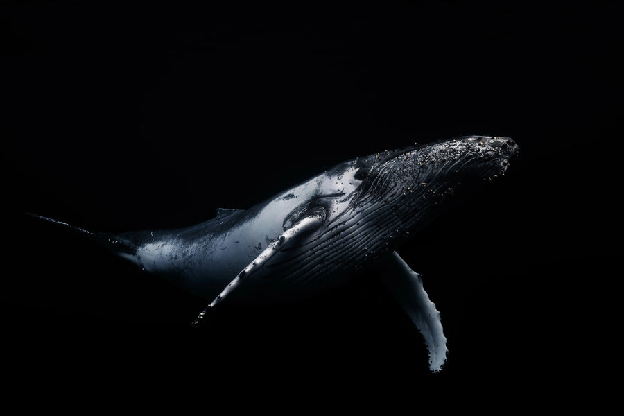 Black Whale Mural Wallpaper