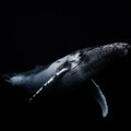 Black Whale Mural Wallpaper - pure wallpaper artwork