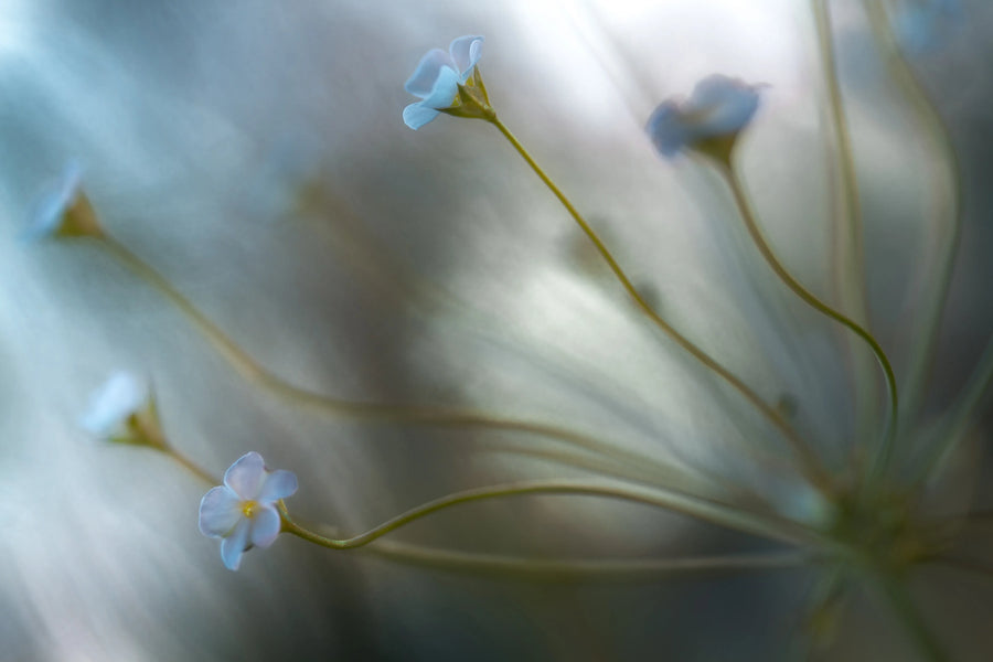 Forget Me Not Mural Wallpaper