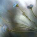 Forget Me Not Mural Wallpaper - pure wallpaper artwork