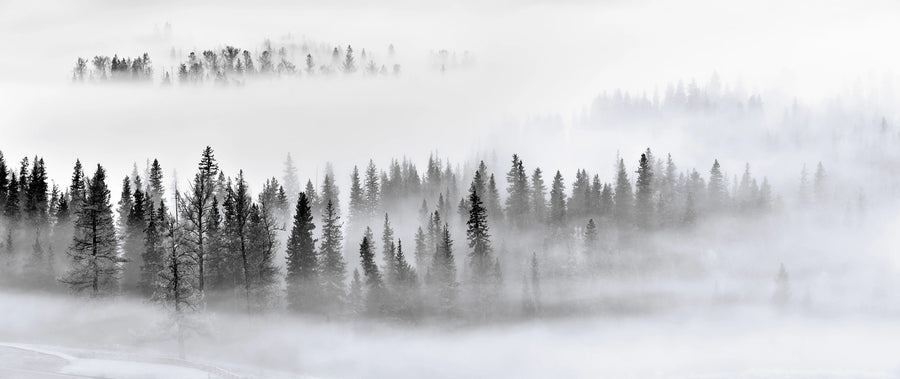 Calm Forest Mural Wallpaper