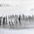 Calm Forest Mural Wallpaper - pure wallpaper artwork