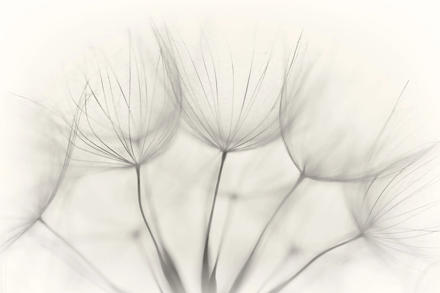 Soft Seeds Mural Wallpaper