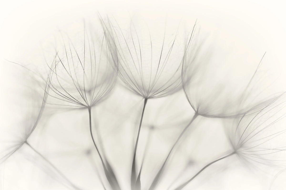 Soft Seeds Mural Wallpaper - pure wallpaper artwork