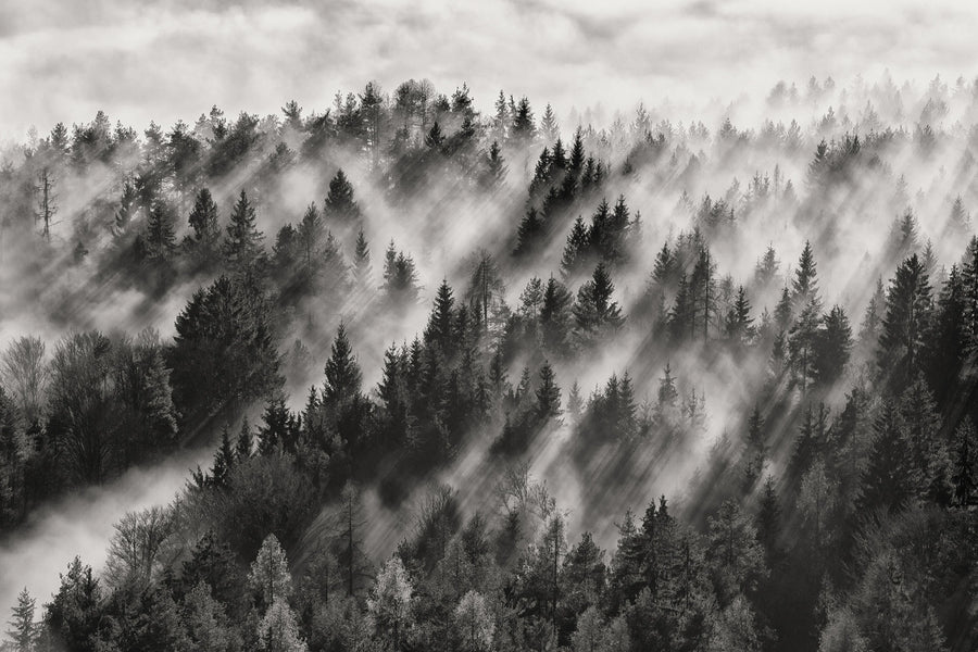 Foggy Forest Mural Wallpaper