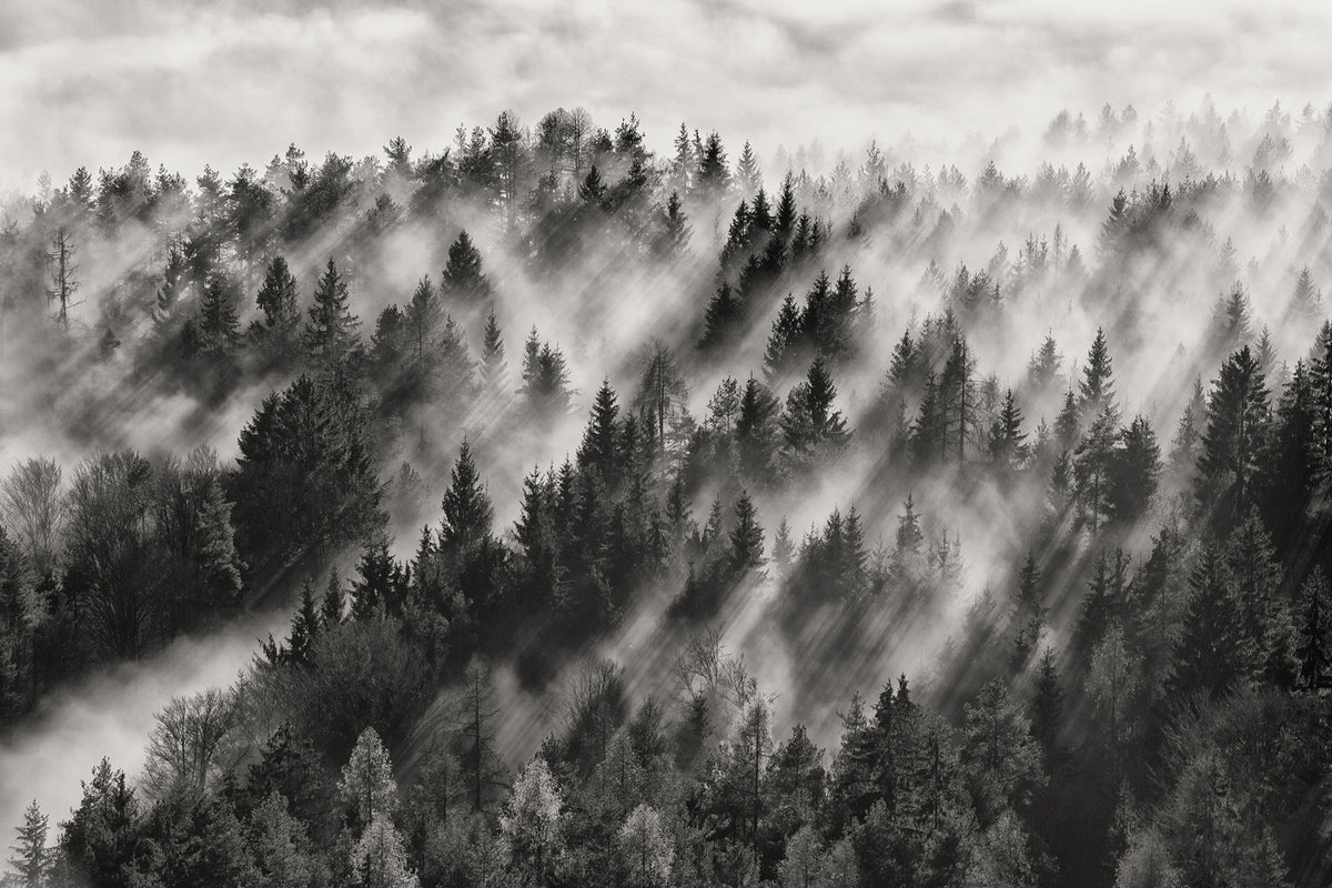 Foggy Forest Mural Wallpaper - pure wallpaper artwork