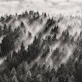 Foggy Forest Mural Wallpaper - pure wallpaper artwork