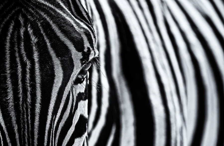 Close Up Zebra Mural Wallpaper