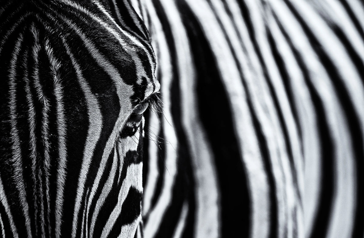 Close Up Zebra Mural Wallpaper - pure wallpaper artwork