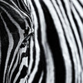 Close Up Zebra Mural Wallpaper - pure wallpaper artwork