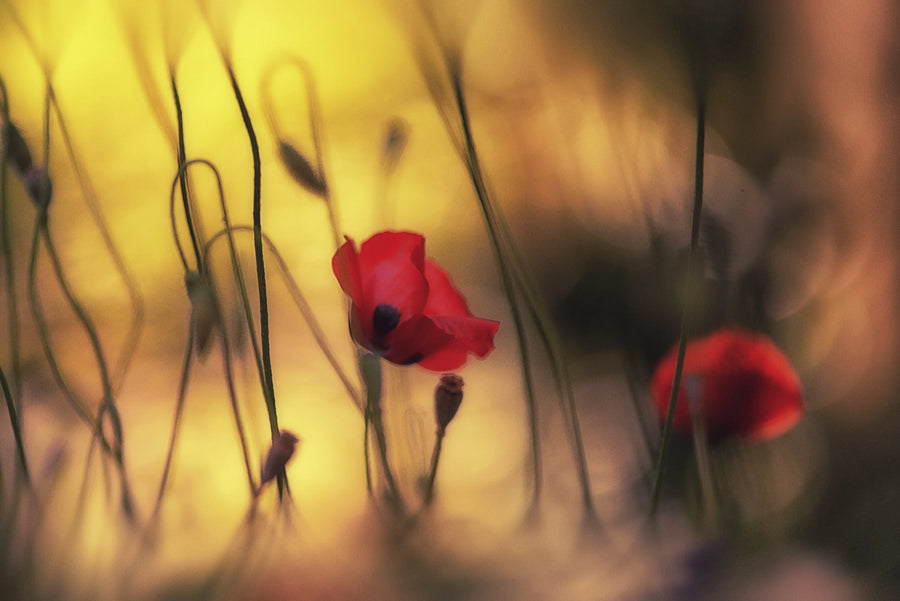 Soft Poppy Mural Wallpaper
