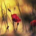 Soft Poppy Mural Wallpaper - pure wallpaper artwork
