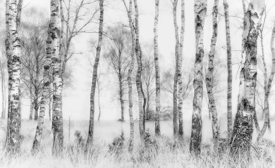 Birch Trees Mural Wallpaper
