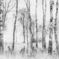 Birch Trees Mural Wallpaper - pure wallpaper artwork