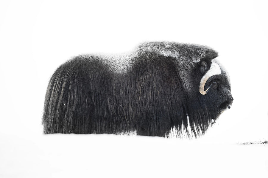 Musk Ox Mural Wallpaper