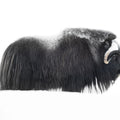 Musk Ox Mural Wallpaper - pure wallpaper artwork