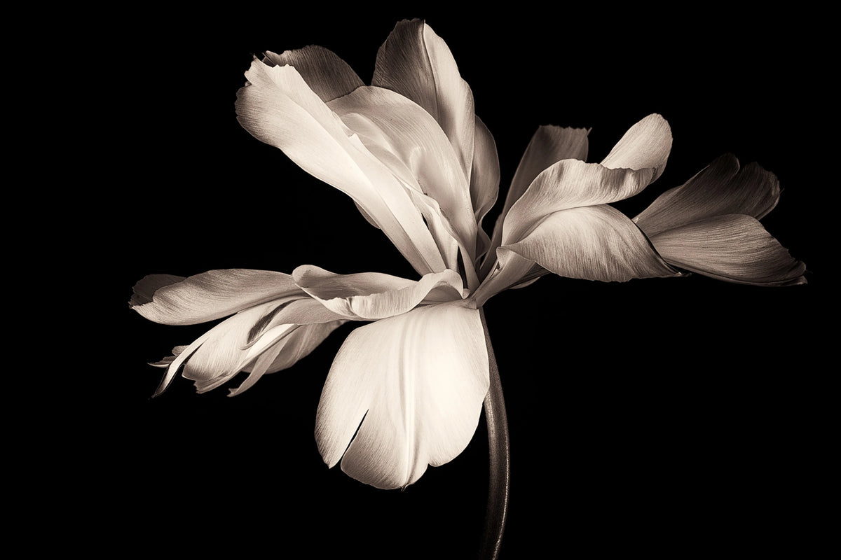 Dramatic Flower Mural Wallpaper - pure wallpaper artwork