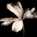 Dramatic Flower Mural Wallpaper - pure wallpaper artwork