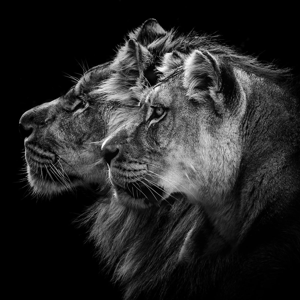 Lion Duo Mural Wallpaper - pure wallpaper artwork