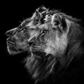 Lion Duo Mural Wallpaper - pure wallpaper artwork