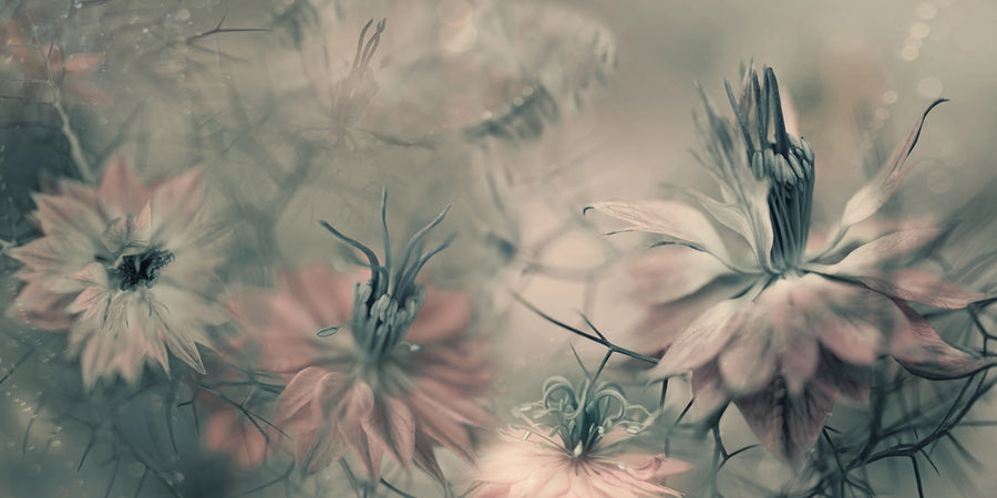 Vintage Blossoms Mural Wallpaper