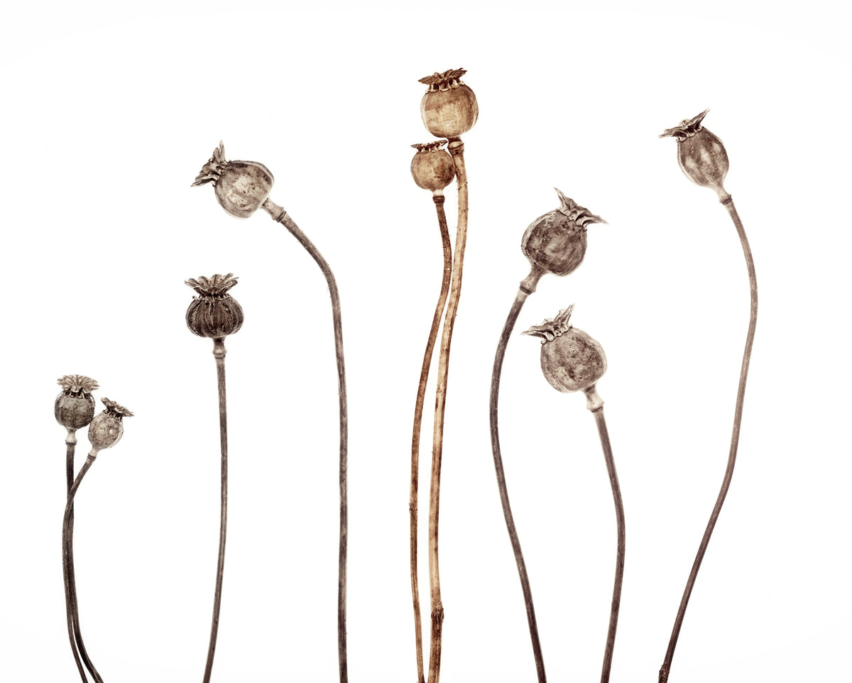 Poppy Capsules Mural Wallpaper - pure wallpaper artwork