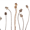 Poppy Capsules Mural Wallpaper - pure wallpaper artwork
