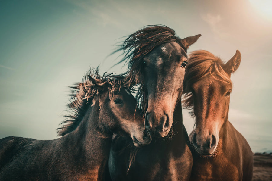 Three Horses Mural Wallpaper