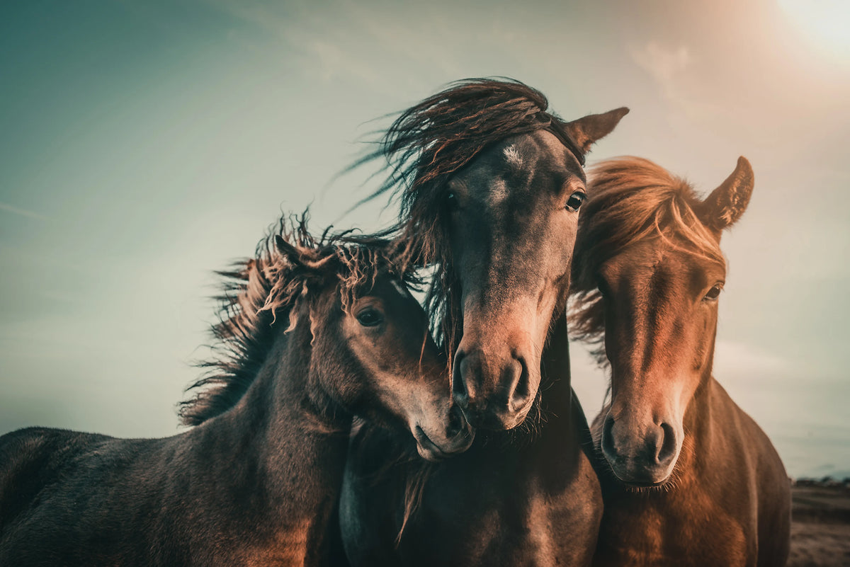 Three Horses Mural Wallpaper - pure wallpaper artwork