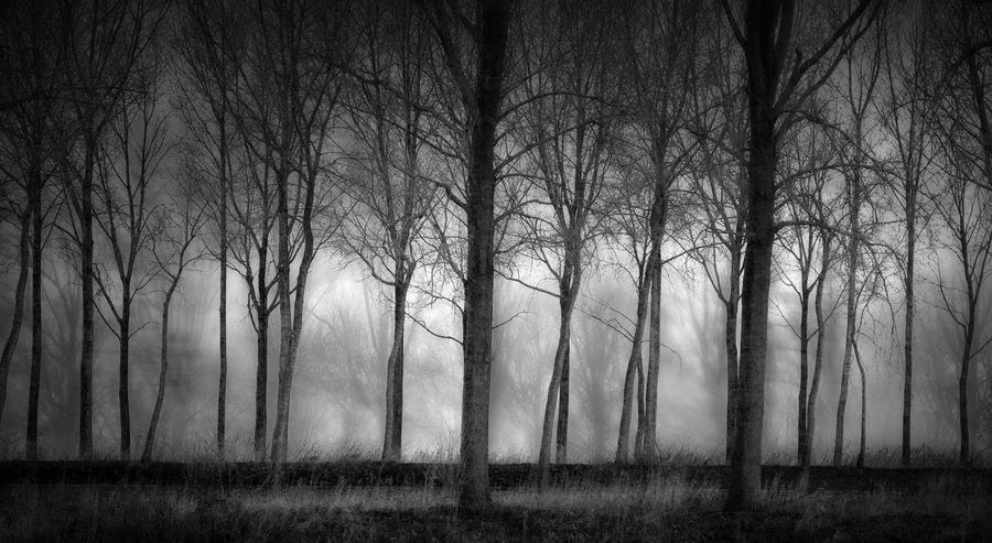 Row Of Trees Mural Wallpaper