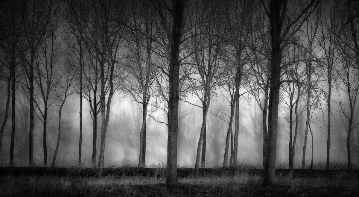 Row Of Trees Mural Wallpaper - pure wallpaper artwork