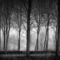 Row Of Trees Mural Wallpaper - pure wallpaper artwork