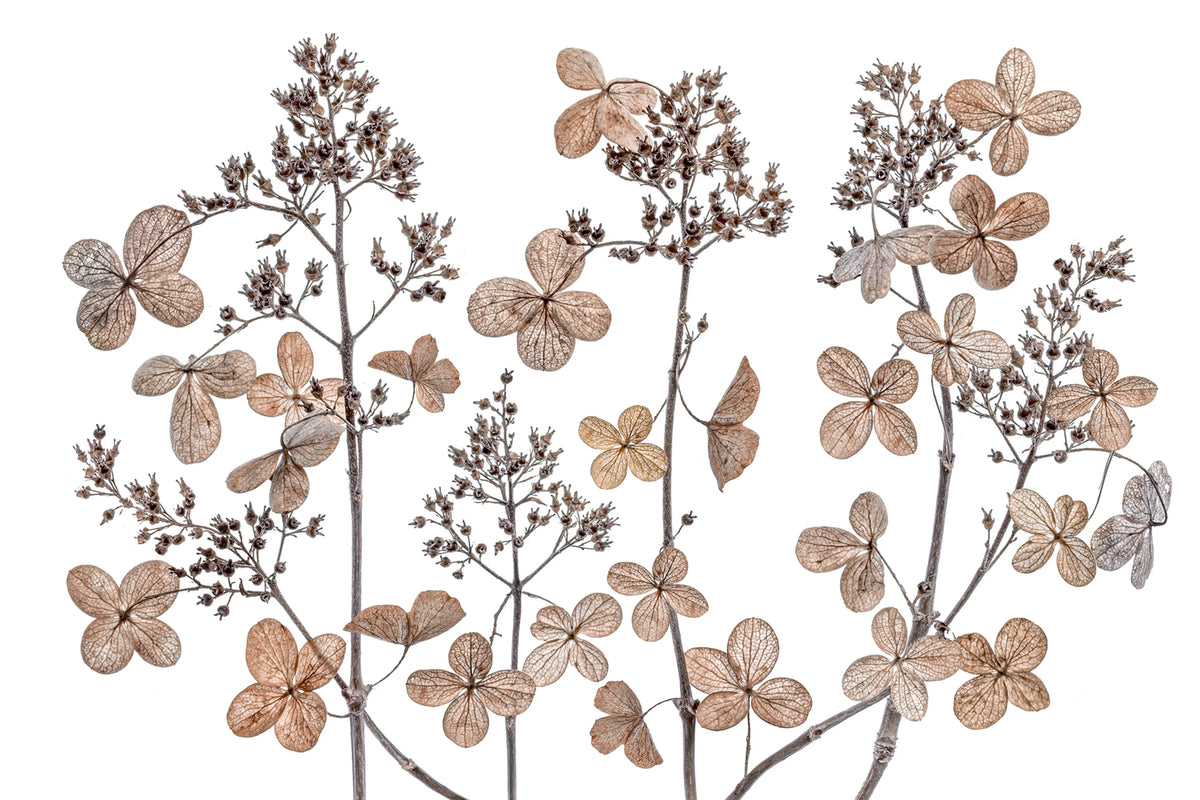 Dried Flowers Mural Wallpaper - pure wallpaper artwork