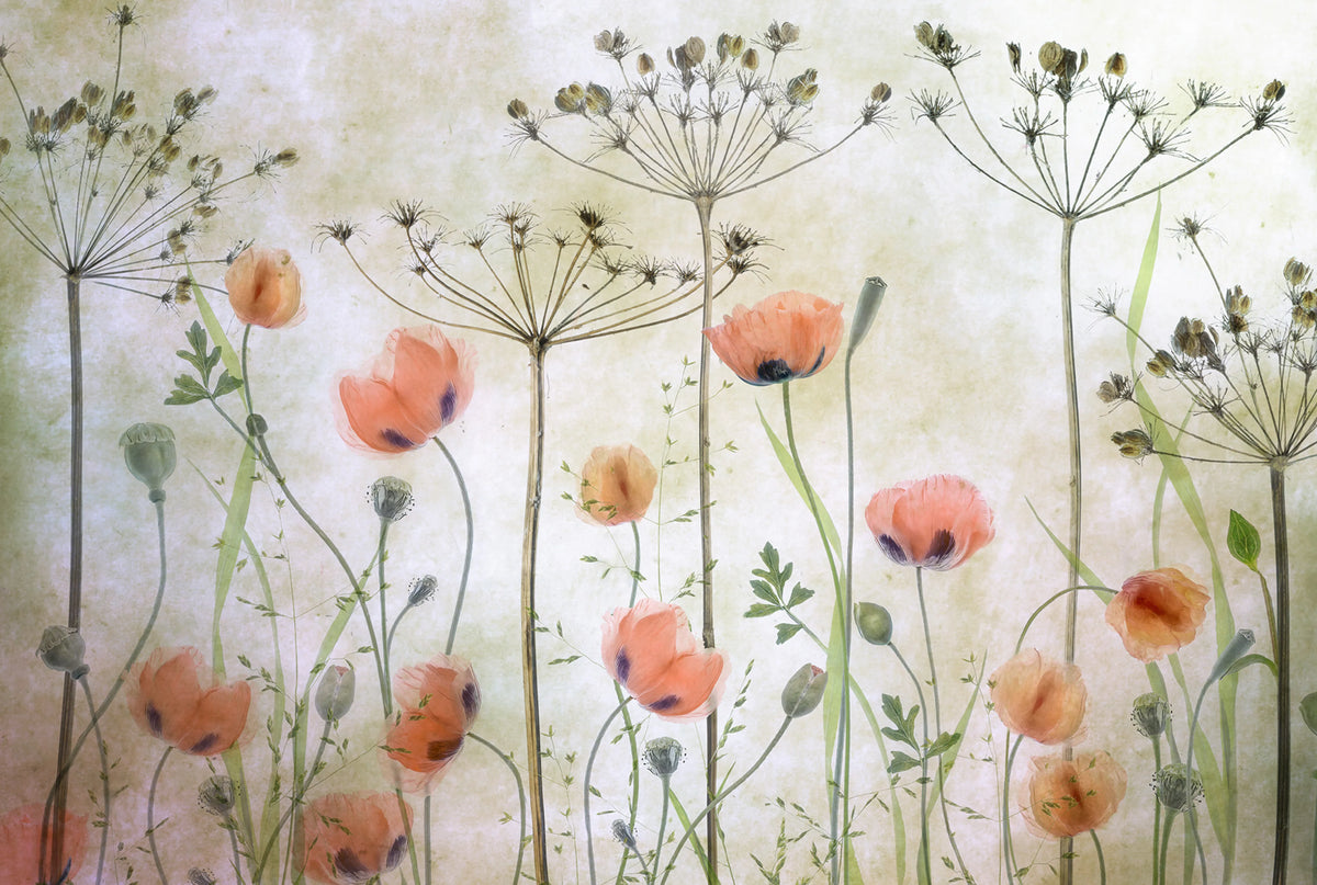 Poppy Meadow Mural Wallpaper - pure wallpaper artwork