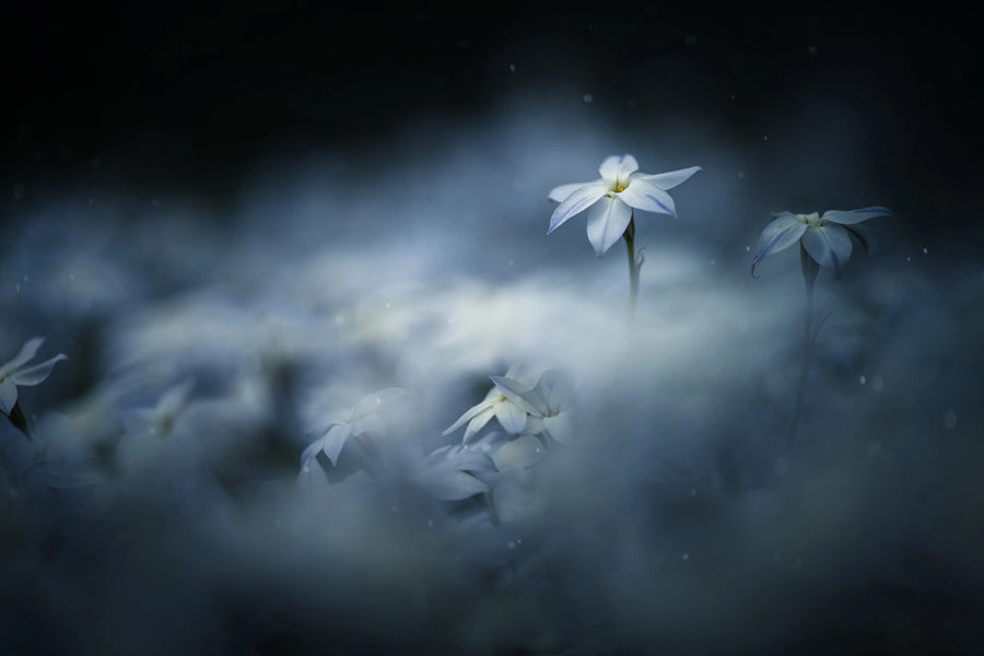 Midnight Flower Mural Wallpaper